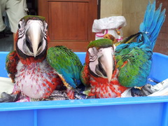 ขายลูกMacow : Catalina,Harlequin,Blue&Gold,Hyacinth รูปที่ 3