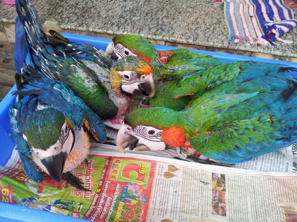 ขายลูกMacow : Catalina,Harlequin,Blue&Gold,Hyacinth รูปที่ 6