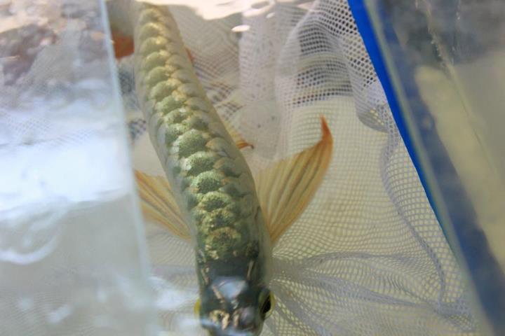 ขายarowana ทองมาเลย์ 24K CrossBack ข้ามหลังเนียนๆ สวยๆ ปลาเฉลยแล้ว รูปที่ 1