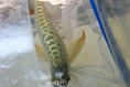 ขายarowana ทองมาเลย์ 24K CrossBack ข้ามหลังเนียนๆ สวยๆ ปลาเฉลยแล้ว