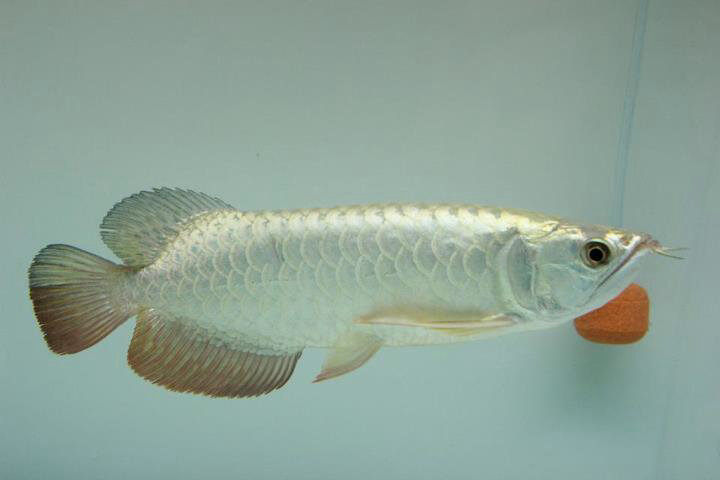 ขายarowana ทองมาเลย์ 24K CrossBack ข้ามหลังเนียนๆ สวยๆ ปลาเฉลยแล้ว รูปที่ 3