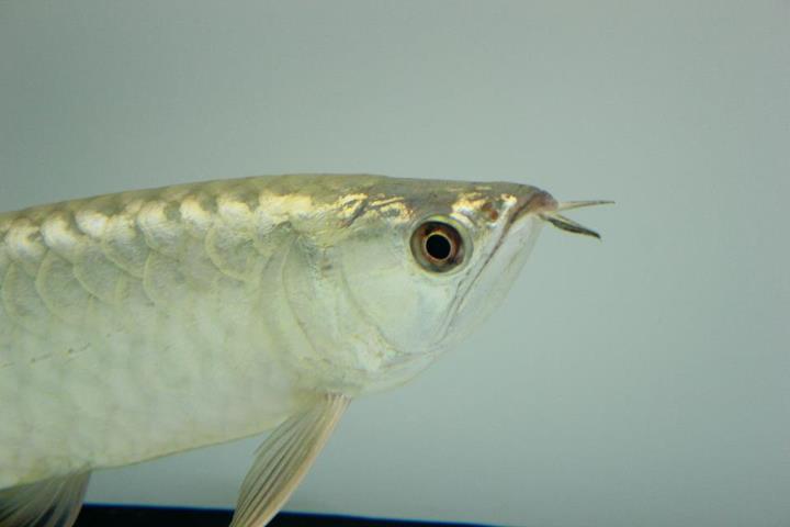 ขายarowana ทองมาเลย์ 24K CrossBack ข้ามหลังเนียนๆ สวยๆ ปลาเฉลยแล้ว รูปที่ 4