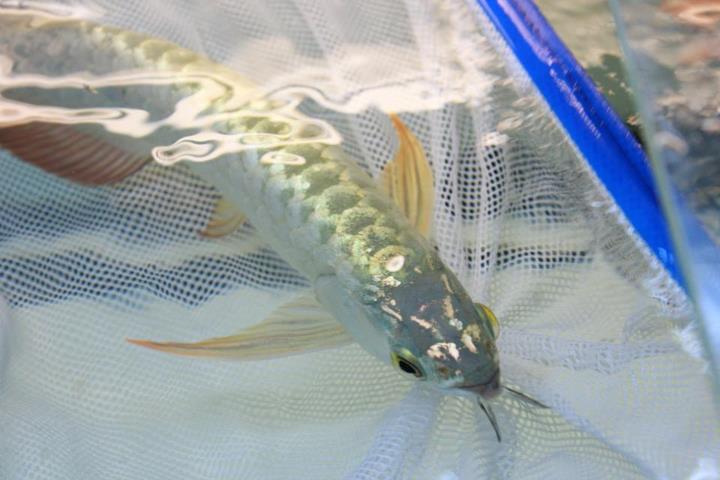 ขายarowana ทองมาเลย์ 24K CrossBack ข้ามหลังเนียนๆ สวยๆ ปลาเฉลยแล้ว รูปที่ 6