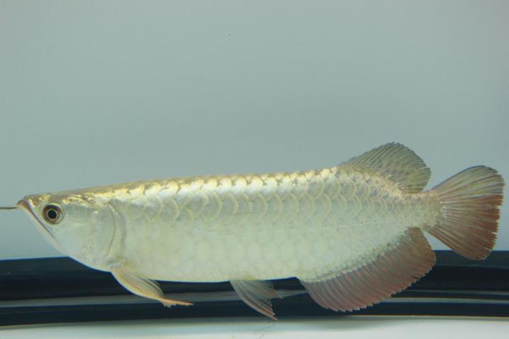 ขายarowana ทองมาเลย์ 24K CrossBack ข้ามหลังเนียนๆ สวยๆ ปลาเฉลยแล้ว รูปที่ 5