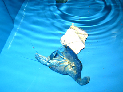 ฟาร์มเพาะ กุ้งเครฟิช ลุงชาญ ขาย ปลีก ส่ง รูปที่ 3