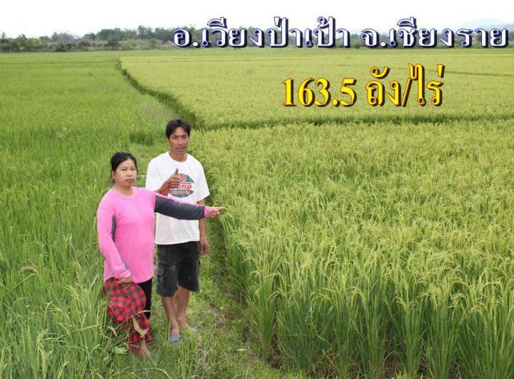 ปุ๋ยอินทริย์ ขี้ค้างคาว รูปที่ 4