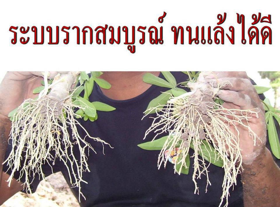 ปุ๋ยอินทริย์ ขี้ค้างคาว รูปที่ 5