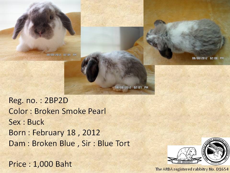 ขายกระต่าย Holland Lop มีใบเพ็ด ส่งฟรี กรุงเทพ-ปริมณฑล รูปที่ 6