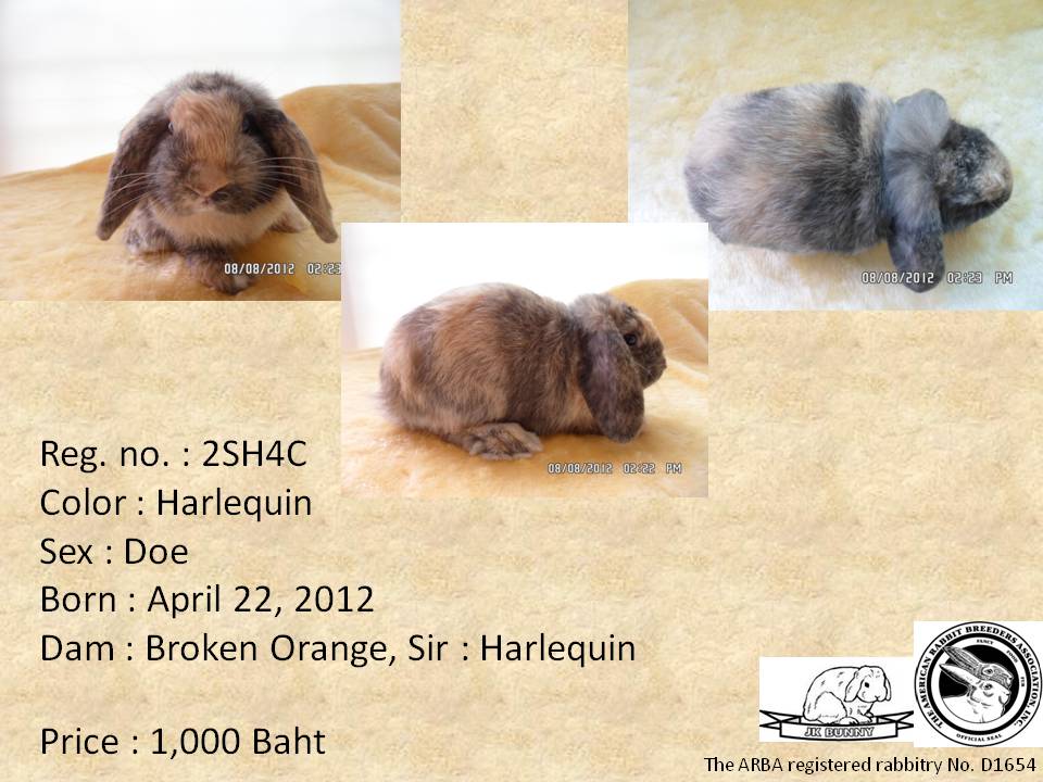 ขายกระต่าย Holland Lop มีใบเพ็ด ส่งฟรี กรุงเทพ-ปริมณฑล รูปที่ 5