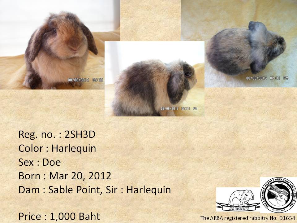 ขายกระต่าย Holland Lop มีใบเพ็ด ส่งฟรี กรุงเทพ-ปริมณฑล รูปที่ 3
