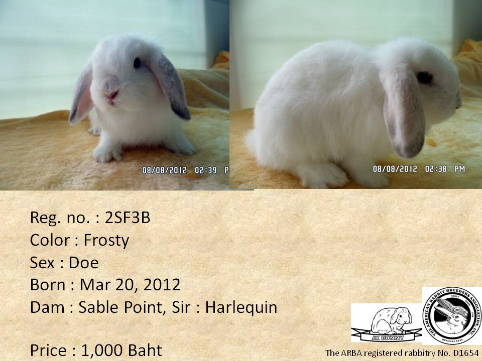 ขายกระต่าย Holland Lop มีใบเพ็ด ส่งฟรี กรุงเทพ-ปริมณฑล รูปที่ 4