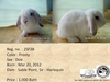 รูปย่อ ขายกระต่าย Holland Lop มีใบเพ็ด ส่งฟรี กรุงเทพ-ปริมณฑล รูปที่3