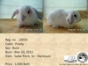 รูปย่อ ขายกระต่าย Holland Lop มีใบเพ็ด ส่งฟรี กรุงเทพ-ปริมณฑล รูปที่1