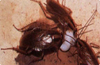 รูปย่อ รับกำจัดปลวก มด หนู แมลง ตายแน่ 100% ปลวกตายก่อนค่อยจ่ายเงิน รูปที่2