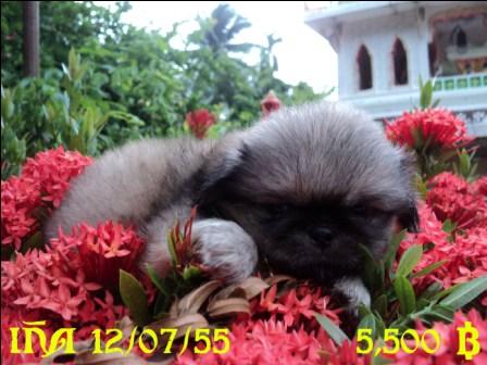 K.D. Farm  ปักกิ่งสีน้ำตาล รูปที่ 6