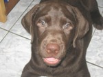 Labrador Retriever puppies รูปที่ 1