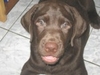 รูปย่อ Labrador Retriever puppies รูปที่1