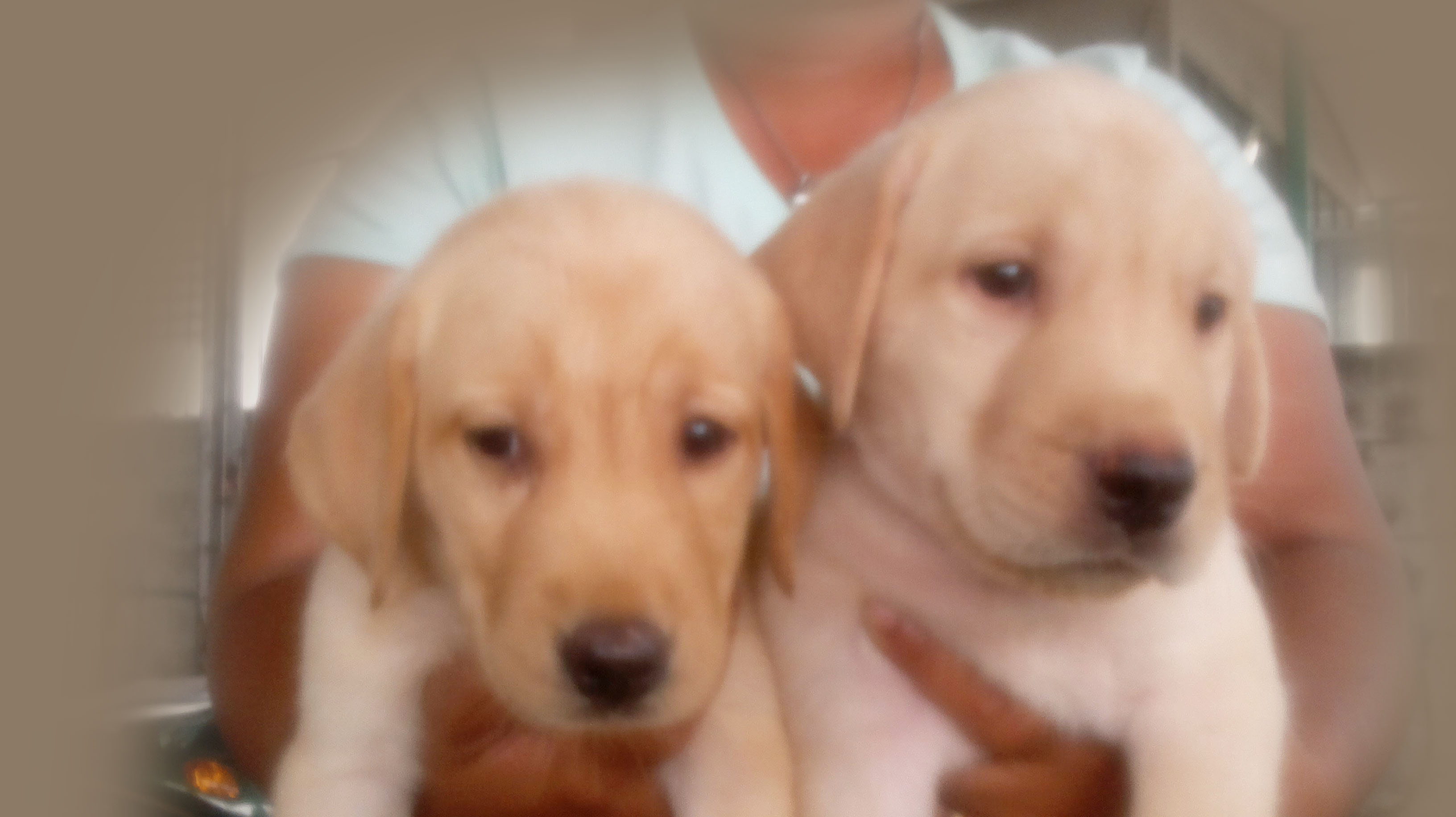 Labrador Retriever puppies รูปที่ 4