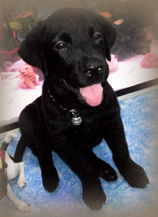 Labrador Retriever puppies รูปที่ 3