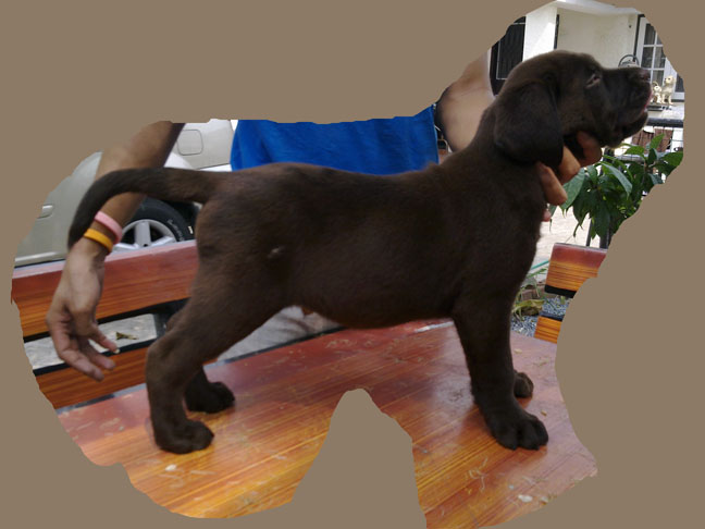 Labrador Retriever puppies รูปที่ 2