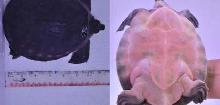 ขายเต่าหมูบิน/ซูคาต้า (เหมา 30 ตัว) รูปที่ 3