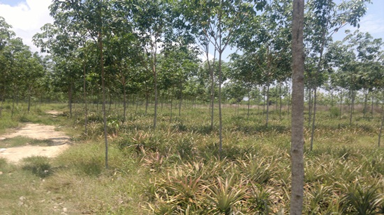 ขายที่ดินสวนยางพารา โฉนดที่ดินสวนยางพาราเนื้อที่ 34 ไร่เศษ ต.บ่อนอก จ.ประจวบฯ รูปที่ 1