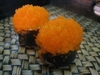 รูปย่อ daruma sushi รูปที่2