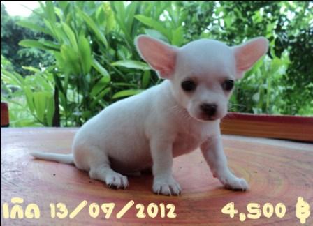 ชิวาวา หาเจ้าของครับผม รูปที่ 5