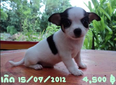 ชิวาวา หาเจ้าของครับผม รูปที่ 4