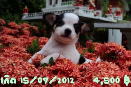 ชิวาวา หาเจ้าของครับผม รูปที่ 3