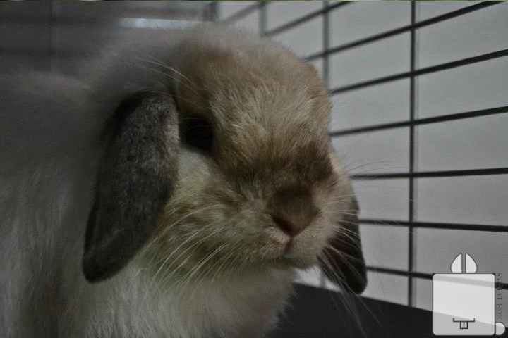 RABBiT BOX : Netherland Dwarf & Holland Lop For Sale รูปที่ 4