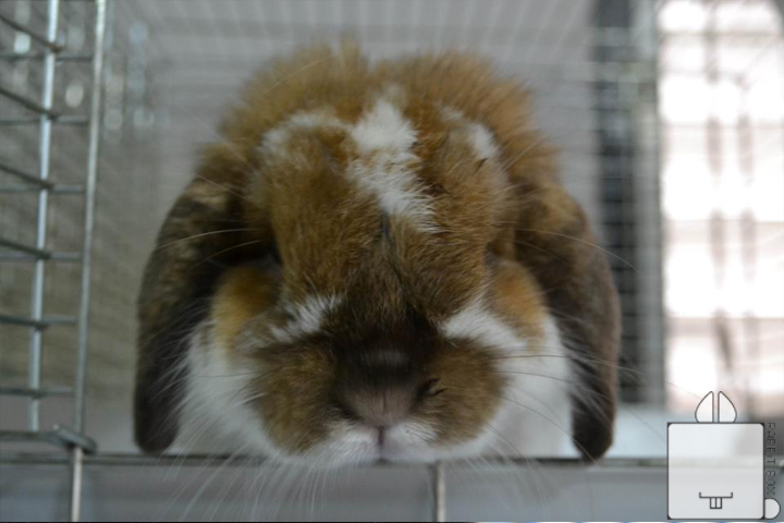 RABBiT BOX : Netherland Dwarf & Holland Lop For Sale รูปที่ 3