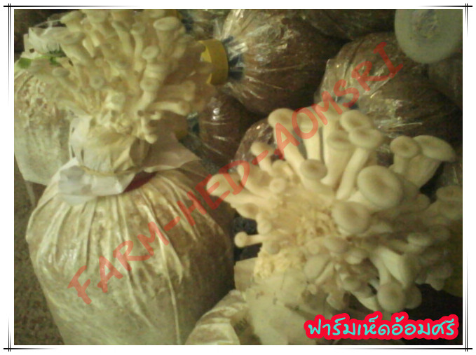 ฟาร์มเห็ดอ้อมศรี จ.ตรัง!!!! รูปที่ 3