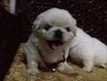 ต้องการขายลูกปักกิ่งขาว อายุ 1 เดือน เพศผู้ 1ตัว  ราคา 8,500 บาท