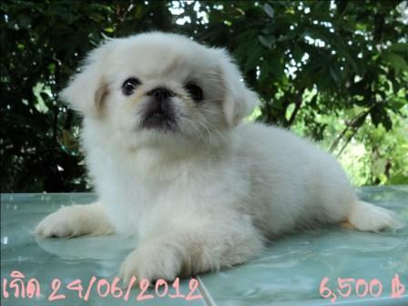 หมิงหมิง หาเจ้าของเจ้าค่ะ รูปที่ 6