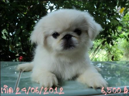 หมิงหมิง หาเจ้าของเจ้าค่ะ รูปที่ 3