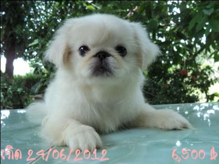 หมิงหมิง หาเจ้าของเจ้าค่ะ รูปที่ 5