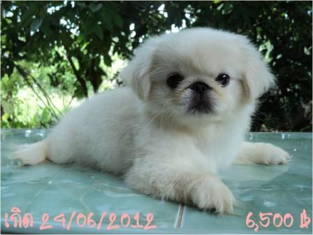 หมิงหมิง หาเจ้าของเจ้าค่ะ รูปที่ 4