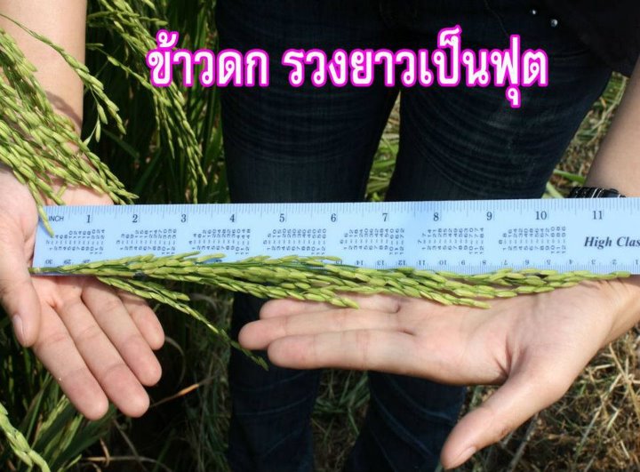 ปุ๋ยมูลค้างคาว ตราเขาเพชร รูปที่ 3