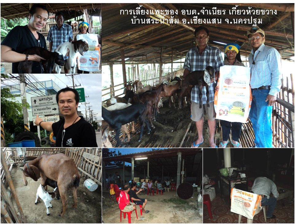 ใครสนใจ วิธีการเลี้ยงหมู 3 เดือน 100 กิโล รูปที่ 7