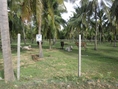 ขายที่ดินทำไร่ สวน การเกษตร กุยบุรี ประจวบคีรีขันธ์ 14 ไร่ 3 งาน 25 ตารางวา