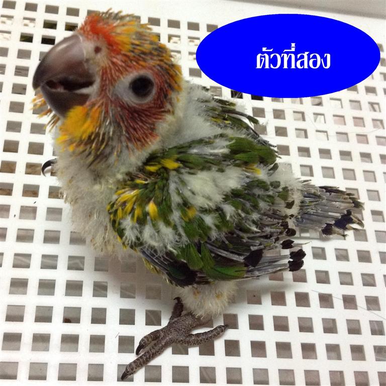 เหมา เหมา ซันสวยๆ รูปที่ 4