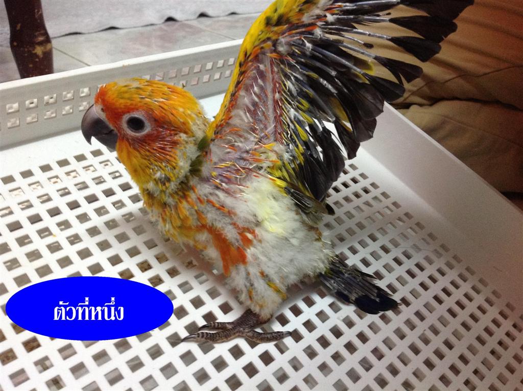 เหมา เหมา ซันสวยๆ รูปที่ 3