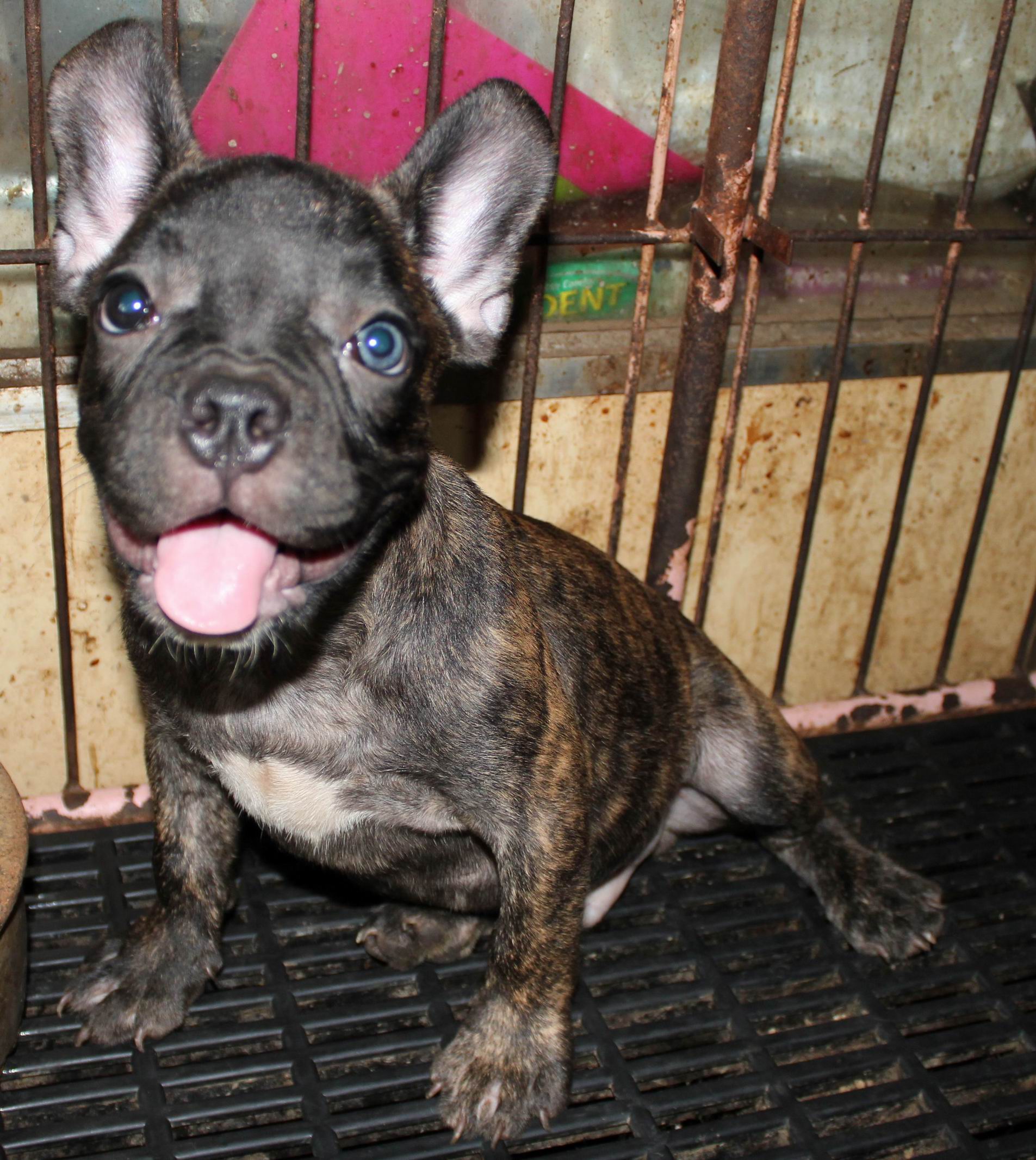 ลูกเฟรนช์ บูลด็อกแท้ๆ French Bulldog น่ารักราคาย่อมเยาว์ จ้า  รูปที่ 1