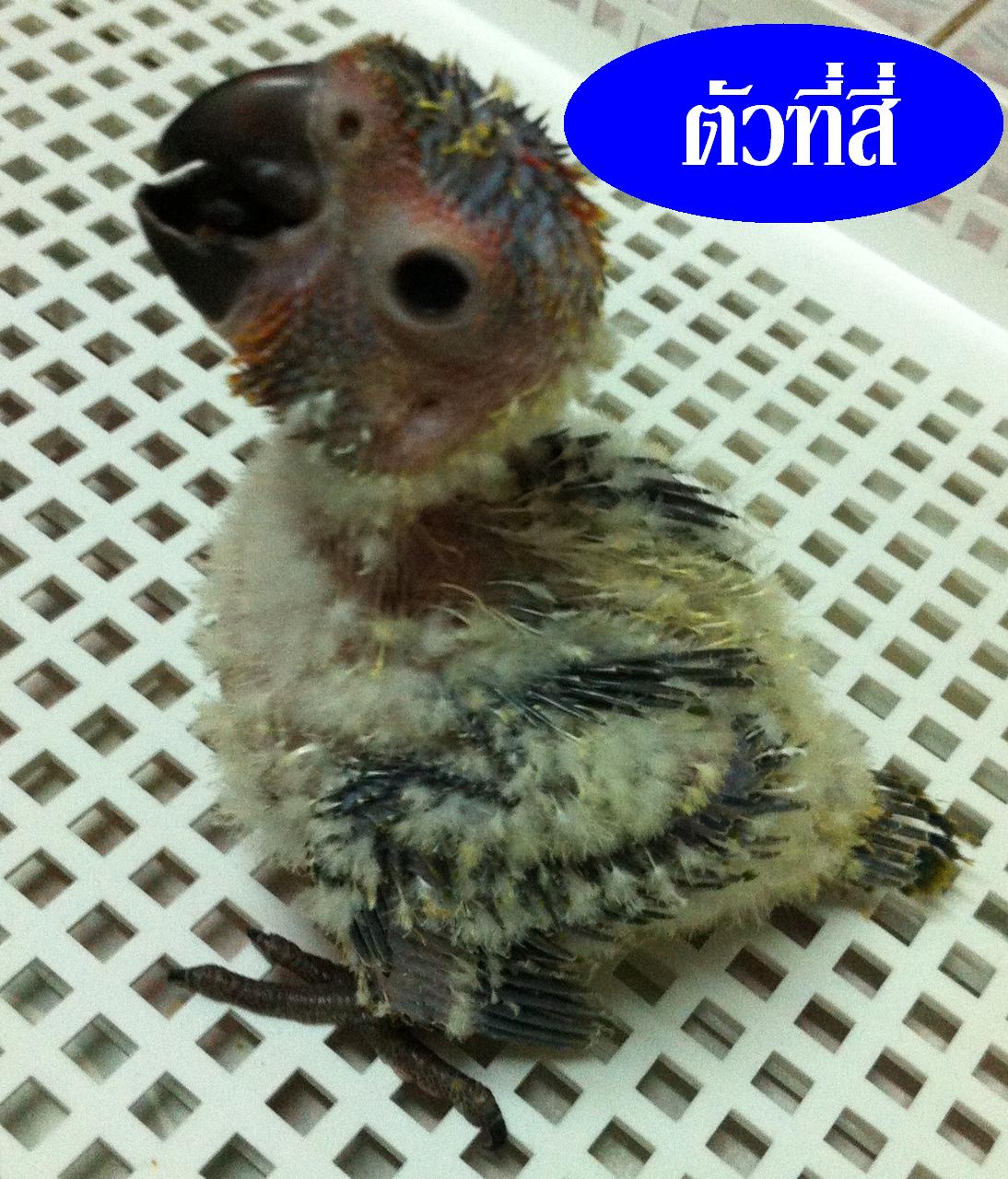เหมา เหมา ซันสวยๆ รูปที่ 6