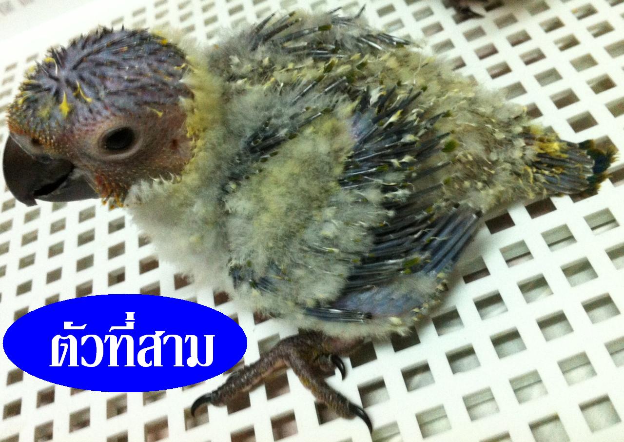 เหมา เหมา ซันสวยๆ รูปที่ 5