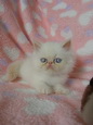 ขายลูกแมวหิมาลายันเรดพอยท์  รูปที่ 2