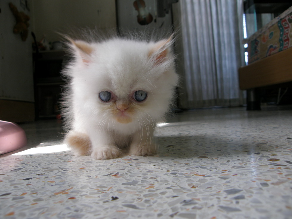 ขายลูกแมวหิมาลายันเรดพอยท์  รูปที่ 5