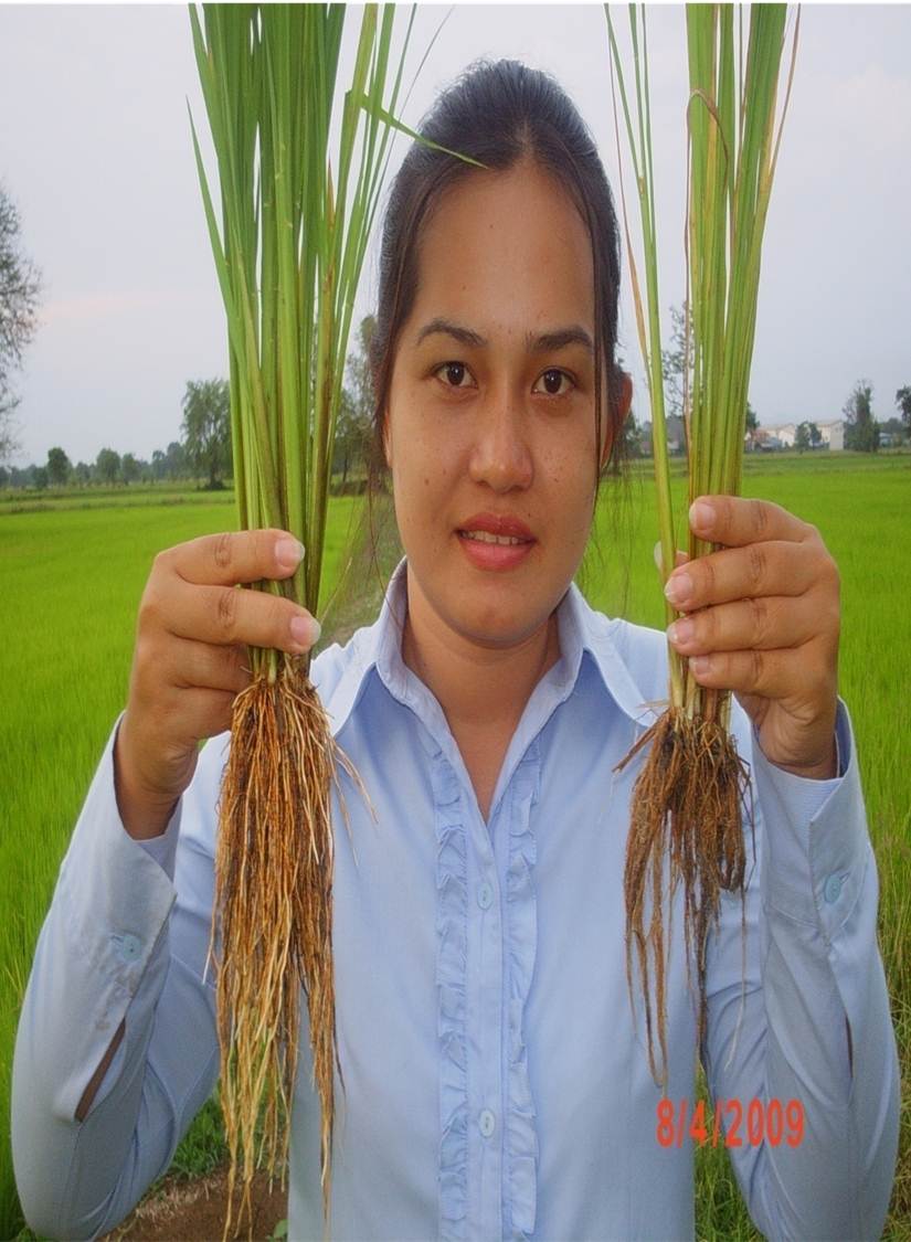 ปุ๋ยมูลค้างคาว ตราเขาเพชร สูตร 6-3-3 รูปที่ 3