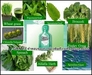 รูปย่อ ผิวขาวใส สวยมีสุขภาพดี แลดูอ่อนเยาว์ นวัตกรรมใหม่แห่งการ Detox รูปที่1